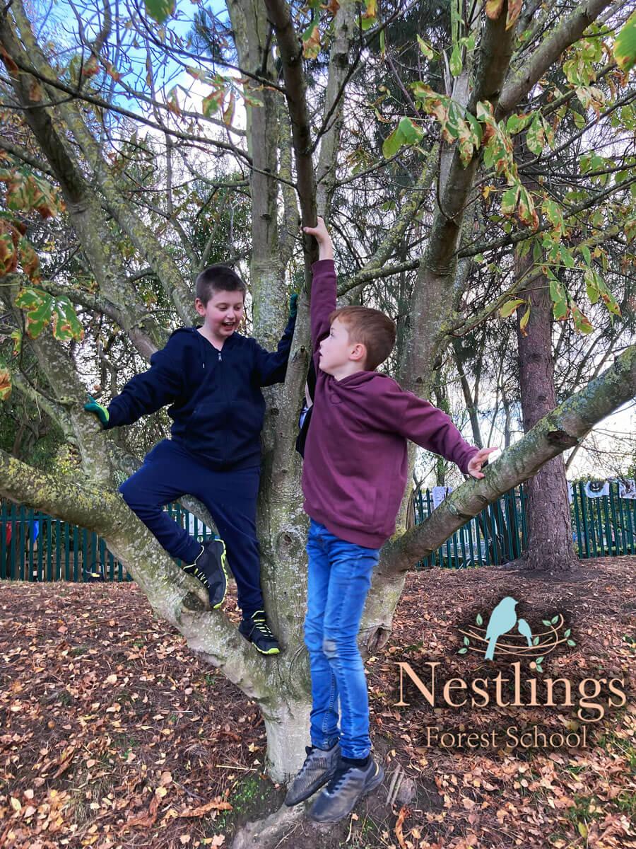 boys climbing trees